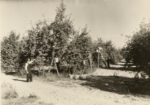 无题》，约1935年。 作者 刘易斯·威克斯·海恩
