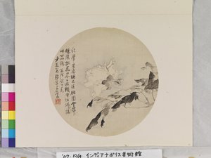 白牡丹 作者 连玉