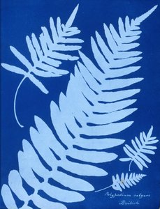 多肉植物的氰化物类型 作者 未知未知