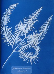 牙买加蕨类植物 Gleichenia immensa 的蓝型 作者 未知未知