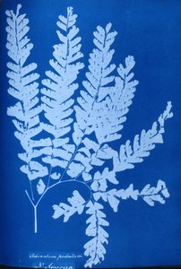 北美蕨类植物Adiantum pedatum的青色照片 作者 未知未知
