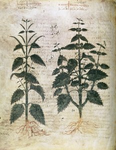 草药 荨麻（orties），6世纪 作者 未知未知