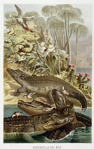 Nile Crocodiles (crocodilus nicoticus) - in “La Vita degli animali” by A.E. Brehm, Torino 作者 未知未知