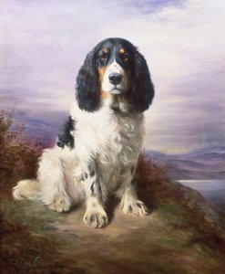 皇家，三色工作史宾格犬