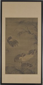 游泳的鹅