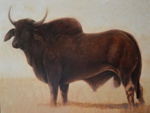 Brahmin Bull 作者 林肯·塞利格曼
