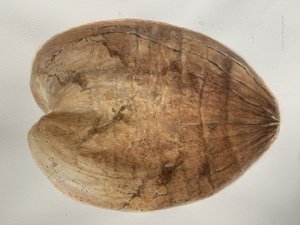 椰子 1 作者 林肯·塞利格曼