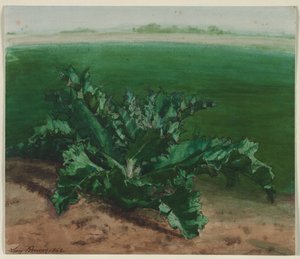 研究一种植物，可能是蓟，1862年。