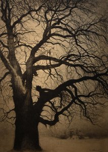 莱昂-斯皮利亚尔（1881-1946） 冬天的布拉法树 2019 31-01-2019 作者 里昂·斯皮里亚特