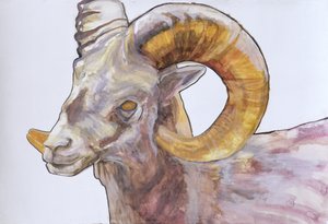 美国长角，2004年（水彩和丙烯酸在纸上的石膏）