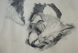 Jack Russel，2015，
