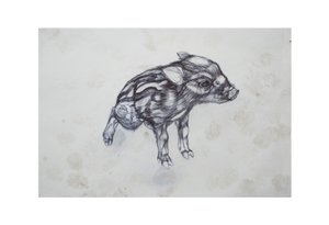 小猪，2015，（纸上的比比罗）