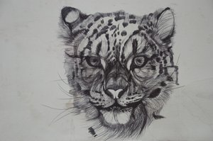Snow Leopard，2016，（纸上的biro）