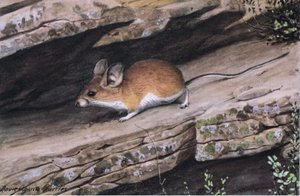 Big Eared Pinion Mouse代表了西南部崎岖峡谷中的白脚氏族 作者 路易斯·阿加西兹·富埃特斯