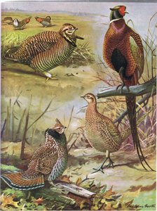 Heath Hen，Ring Necked Pheasant，Eastern Ruffed Grouse