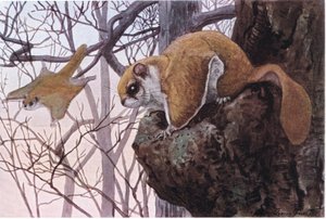 Southern Flying Squirrel有滑膜