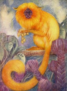 在动物园马莫塞特猴（彩色印刷版） 作者 路易斯·奥古斯都·萨金特