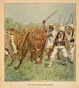马达加斯加的战争--1885-1895年法国远征的轶事史》，作者是亨利-加利（Henri Galli dit Galllichet）（1854-1922），由路易斯-邦布尔（Louis Bombled）（1862-1927）绘制。在迭戈-苏亚雷斯，法国军队需要牛，私人收藏 作者 路易斯·查尔斯·邦布尔