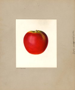 苹果（Malus domestica：第 57 号）（水彩画） 作者 路易斯·查尔斯·克里斯托弗·克里格