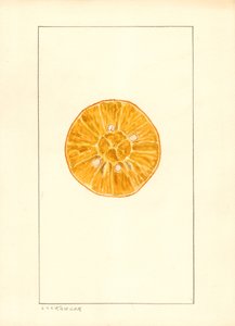 橙色（柑橘）（水彩） 作者 路易斯·查尔斯·克里斯托弗·克里格