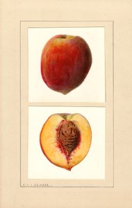桃子（Prunus persica：编号 10）（水彩画） 作者 路易斯·查尔斯·克里斯托弗·克里格