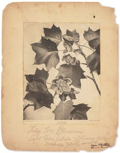 蒂芙尼工作室，约 1898-1920 年（黑白照片） 作者 路易斯·康福特·蒂芙尼