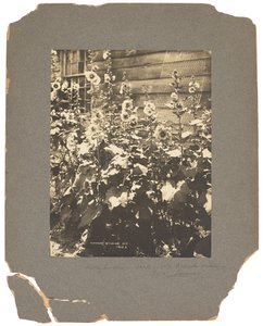 蒂芙尼工作室，c.1898-1920（黑白照片） 作者 路易斯·康福特·蒂芙尼