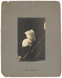蒂芙尼工作室，约 1898-1920 年（黑白照片） 作者 路易斯·康福特·蒂芙尼