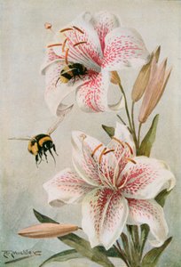 蜜蜂和百合，威廉·J·克拉克斯顿《昆虫生命的故事》中的插图