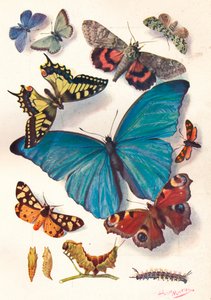 用于科学工作的色块插图示例，c1903。