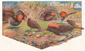 园丁·鲍尔·伯德（Gardener Bower Birds），1911年，1911年