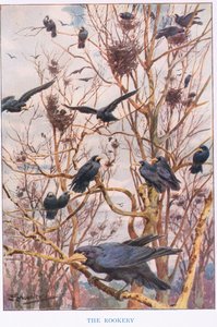《The Rookery》，《Country Ways and Country Days》插图（彩色平版印刷）