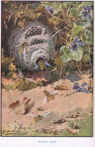 黄蜂的巢穴》，插图，选自《乡间小路和乡间日子》（彩色石版画）