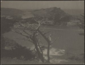 [海岸上的柏树] 作者 路易斯·弗莱肯斯坦