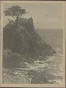 [岩石海岸线上的树] 作者 路易斯·弗莱肯斯坦