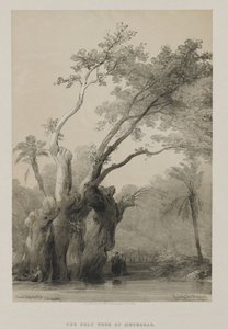 埃及和努比亚，第三卷：米特亚的圣树，1849年。 作者 路易斯·哈格