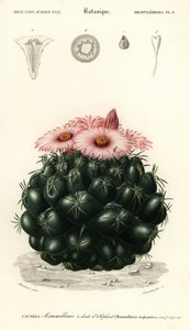 蜂巢仙人掌，Coryphanthaelephanidens.，1849（雕刻） 作者 路易斯·约瑟夫·爱德华·莫贝尔
