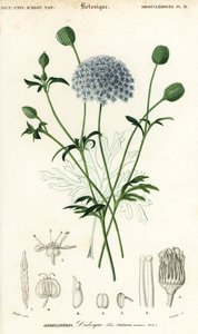 蓝色蕾丝花，Trachymene coerulea。1849年（雕刻）