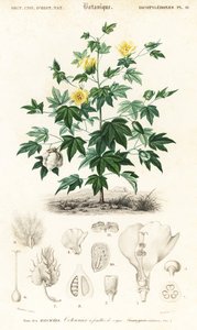 棉花植物，Gossypium barbadense，1849 年（雕刻）