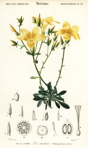 Flax, Linum campanulatum.,1849 (engraving) 作者 路易斯·约瑟夫·爱德华·莫贝尔