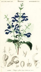 龙胆鼠尾草或传播鼠尾草，Salvia patens.，1849 年（雕刻）