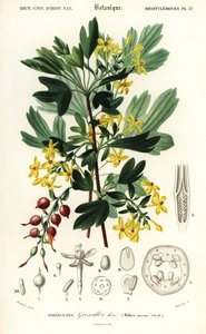 金醋栗，金醋栗。 , 1849 (雕刻)