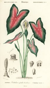 耶稣之心, Caladium bicolor.1849年（雕刻）