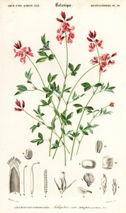 蓝靛草，Indigofera procumbens。,1849（雕刻）