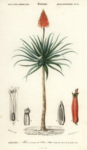 克兰茨芦荟，Aloe arborescens。 作者 路易斯·约瑟夫·爱德华·莫贝尔