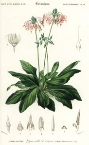流星或东方流星，Dodecatheon meadia。1849年（雕刻） 作者 路易斯·约瑟夫·爱德华·莫贝尔