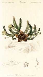 星花，Orbea variegata.，1849 年（雕刻）