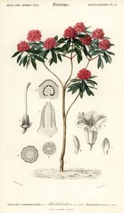 树杜鹃，杜鹃树园。 ,1849（雕刻）