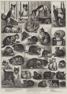 我们的猫，国内历史 作者 路易·韦恩