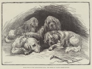 皇家狗在农业大厅，威尔士亲王的巴塞特猎犬 作者 路易·韦恩